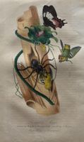 handkolorierter Stahlstich 1843 - Vogel Schmetterling Spinne