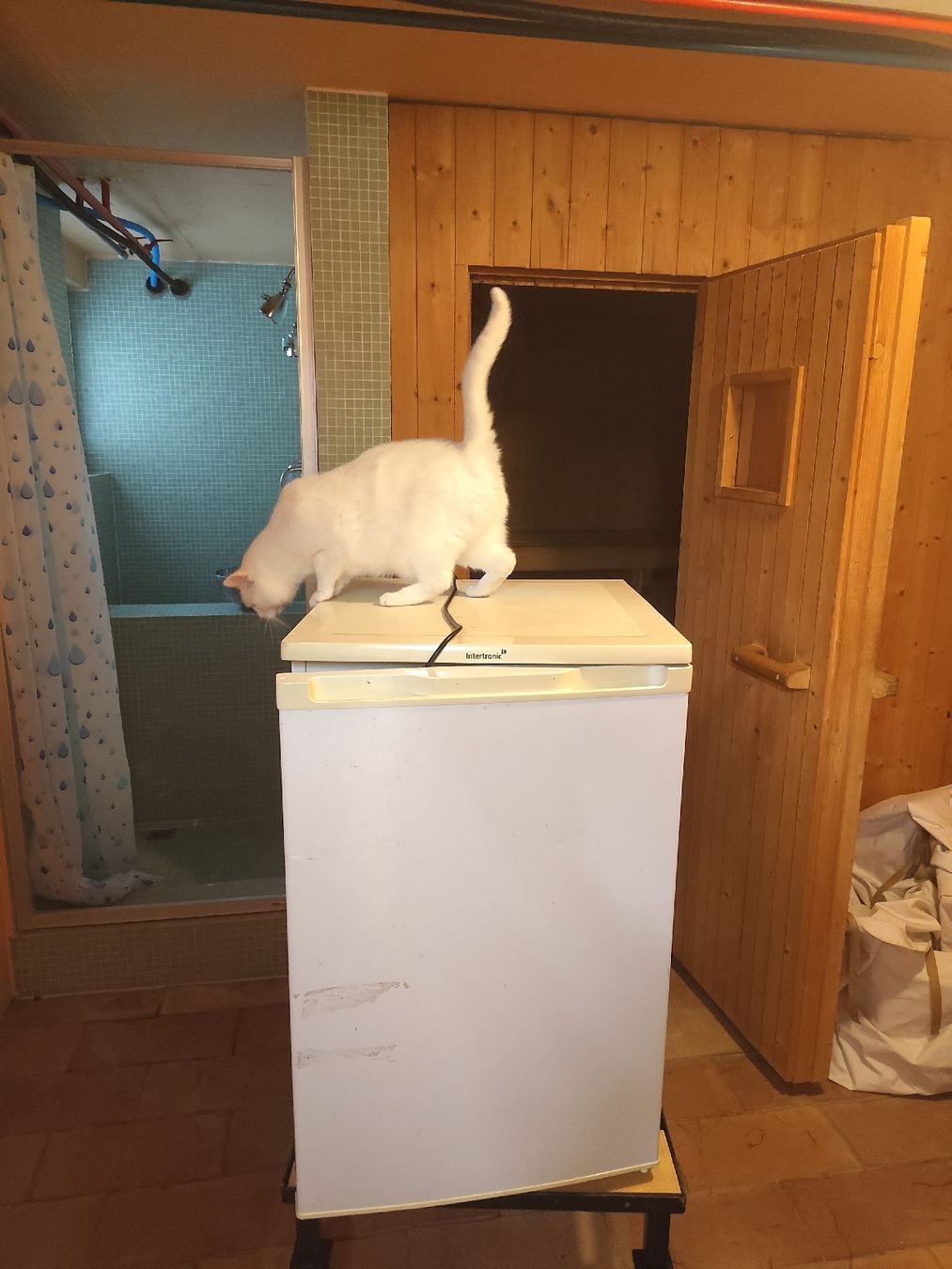 Gefrierschrank: Kleiner Gefrierschrank 85cm – Gebraucht aus Hinwil von rawbay 1