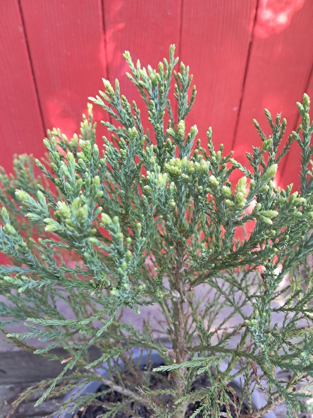 Piante & sementi: Mammutbaum (Sequoiadendron giganteum) – Usato da Lütisburg venduto da anou00 3