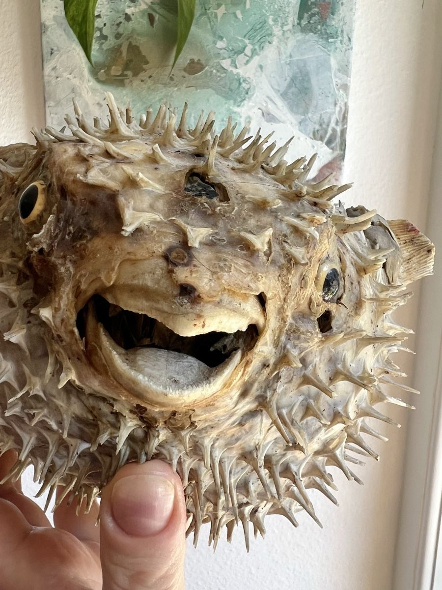 Il mondo degli animali: Präparierter Kugelfisch – Usato da Bern venduto da zanie 5
