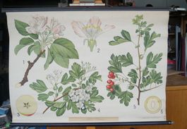 Antikes Schulwandbild  „Apfelbaum und Weißdorn“
