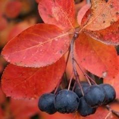 Plantes & graines: Aronie noire 'Viking' comestible  2x – Neuf avec emballage d'origine à Bremblens par FIBONACCI369 1
