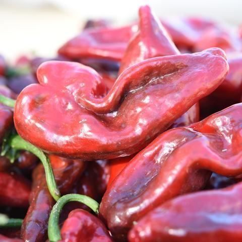 Piante & sementi: 50 Samen ANCHO GRANDE Poblano Chili – Nuovo (secondo la descrizione) da Ehrendingen venduto da VerveinaSamen 6