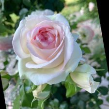 Profile image of blaudia_59