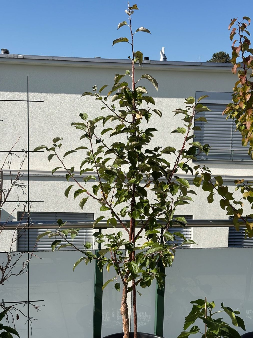Plantes & graines: Schnäppchen, BIO  Apfelbaum - Summerred – D'occasion à Männedorf par Vespi012 1