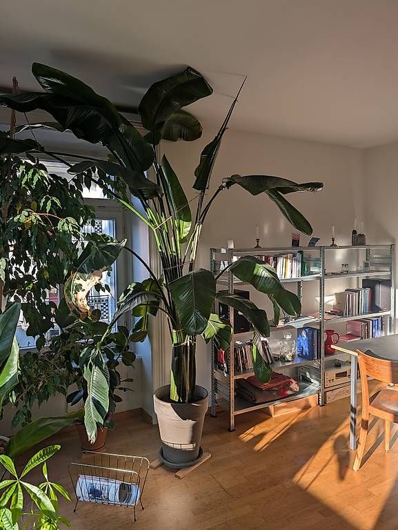 Pflanzen & Samen: Strelitzie inkl. Topf (Paradiesvogelblume) – Gebraucht aus Luzern von benzcarb