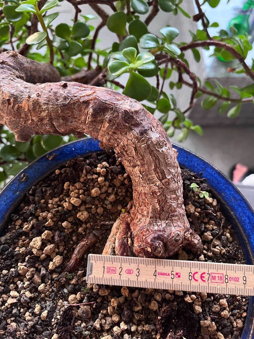 Piante & sementi: Geldbaum Bonsai (Kaskade) – Usato da Dussnang venduto da Hakuna_matata7 2