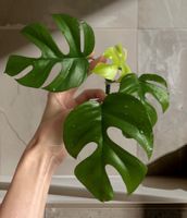 Monstera minima, Rhaphidophora tetrasperma Kopfsteckling🤩
