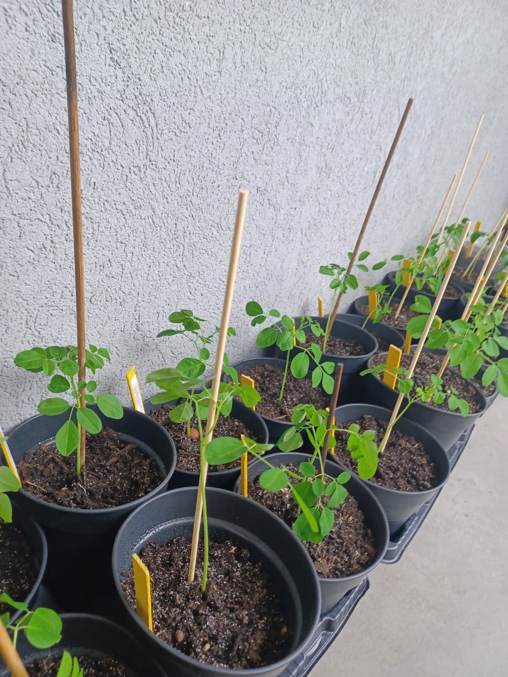 Plantes & graines: Moringa oleifera Baum - Exklusive in der Schweiz – Neuf avec emballage d'origine à Luzern par ivo_schild 5