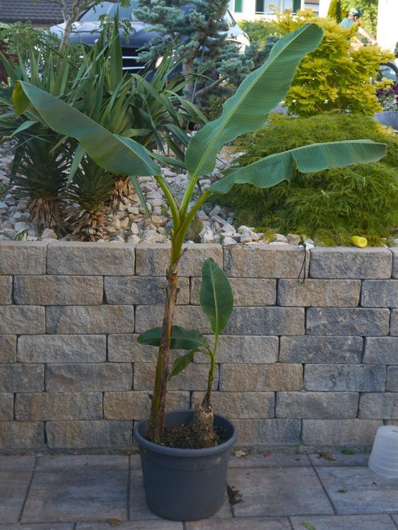 Musa sp. (Neu und originalverpackt) in Kloten für CHF 30 – mit ...