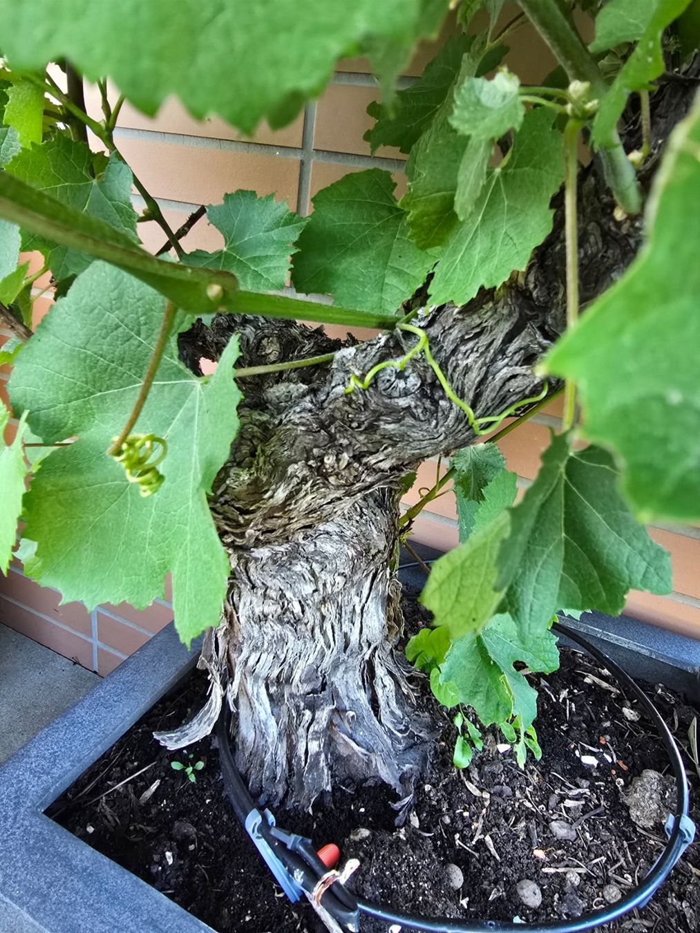 Piante & sementi: Weinstock Trauben Pflanzen – Usato da Bergdietikon venduto da ewa1005 1