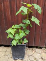 Bio schwarze Johannisbeere (Cassis) ca. 60cm ohne Topf