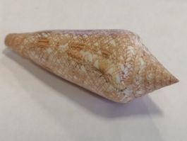Muschel Conus Gloria Maris 92mm Muscheln Cebu Shell