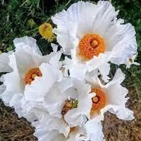 Arbre à pavot géant Romneya coulteri 10g
