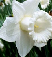8 zwiebeln Narzisse weiss MOUNT HOOD 💮 8 bulbes Narcisse
