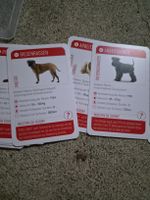 spielkarten Katzen Hunde Wissensfrage