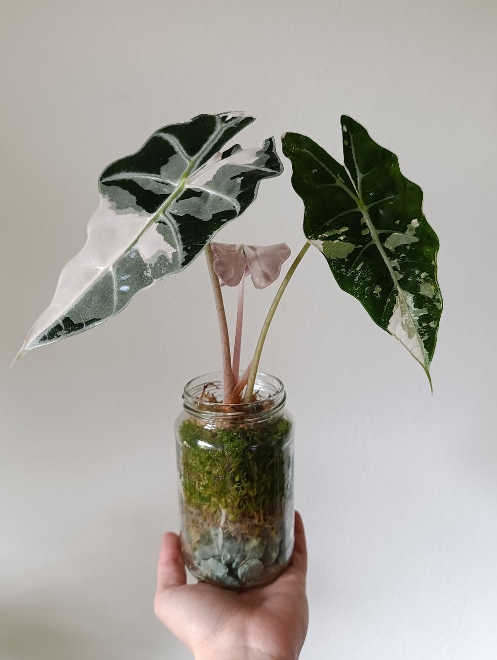 Piante & sementi: Alocasia Polly pink Variegata – Usato da Baar venduto da L.isa28
