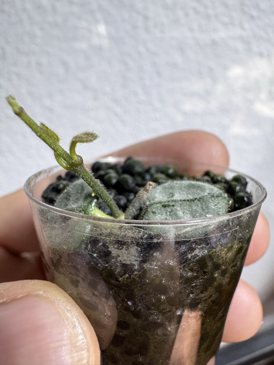 Piante & sementi: Hoya serpens silver – Usato da Zürich venduto da thishoyaofmine 1
