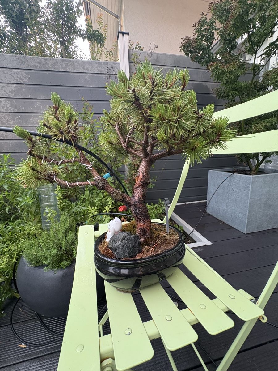 Plantes & graines: Bonsai in schwarzer Bonsaischale – D'occasion à Epalinges par ihl_f6xh 2