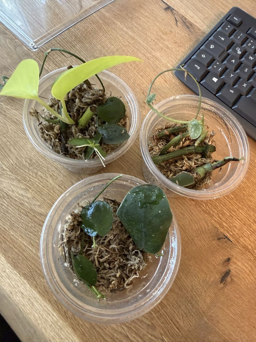 Pflanzen & Samen: Terrarien- Pflanzenset – Gebraucht aus Bern von jac_5hjp