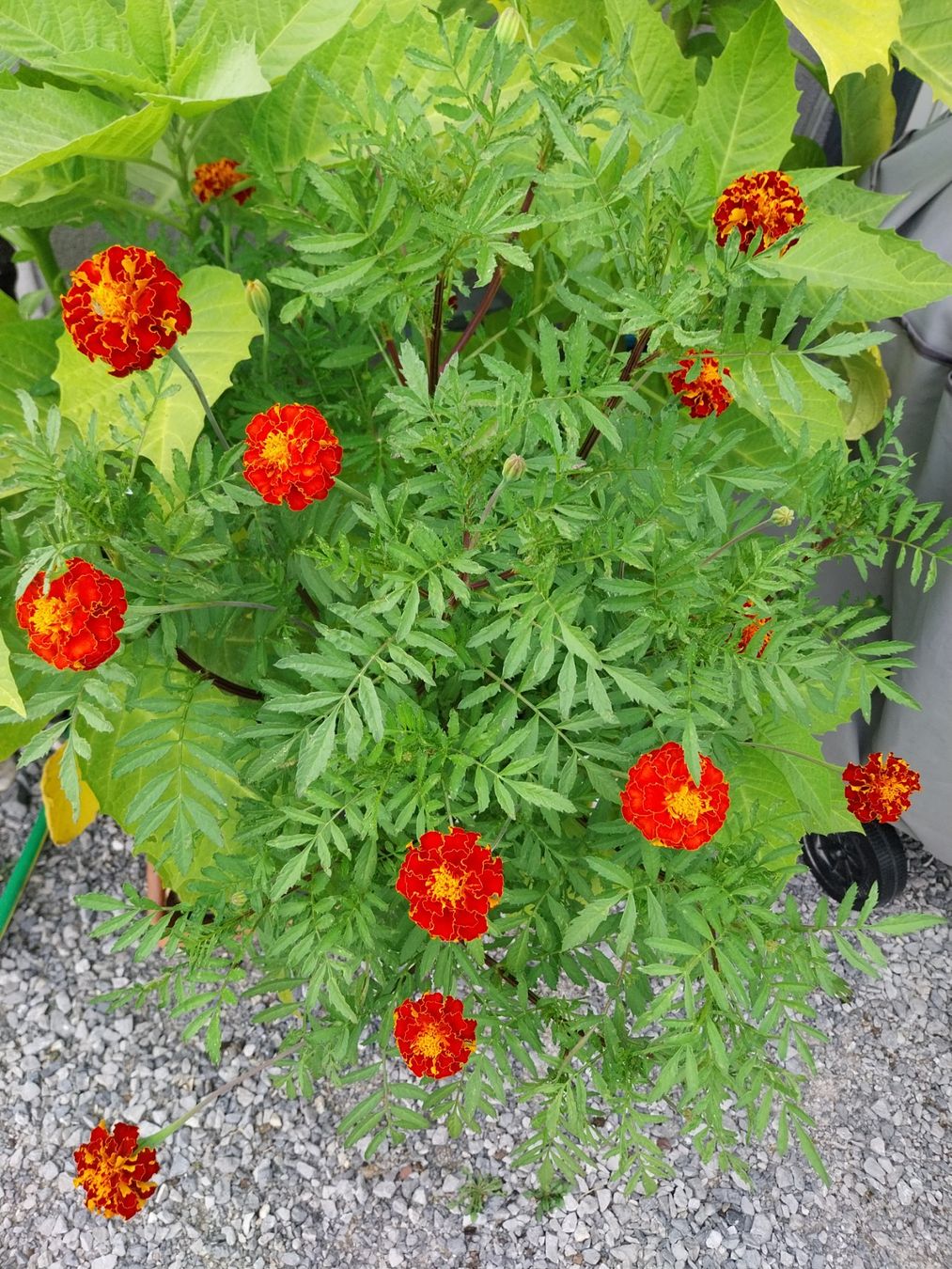 Piante & sementi: Samen Tagetes  20-30Stk 2026 – Usato da Schwaderloch venduto da bademeister79 3