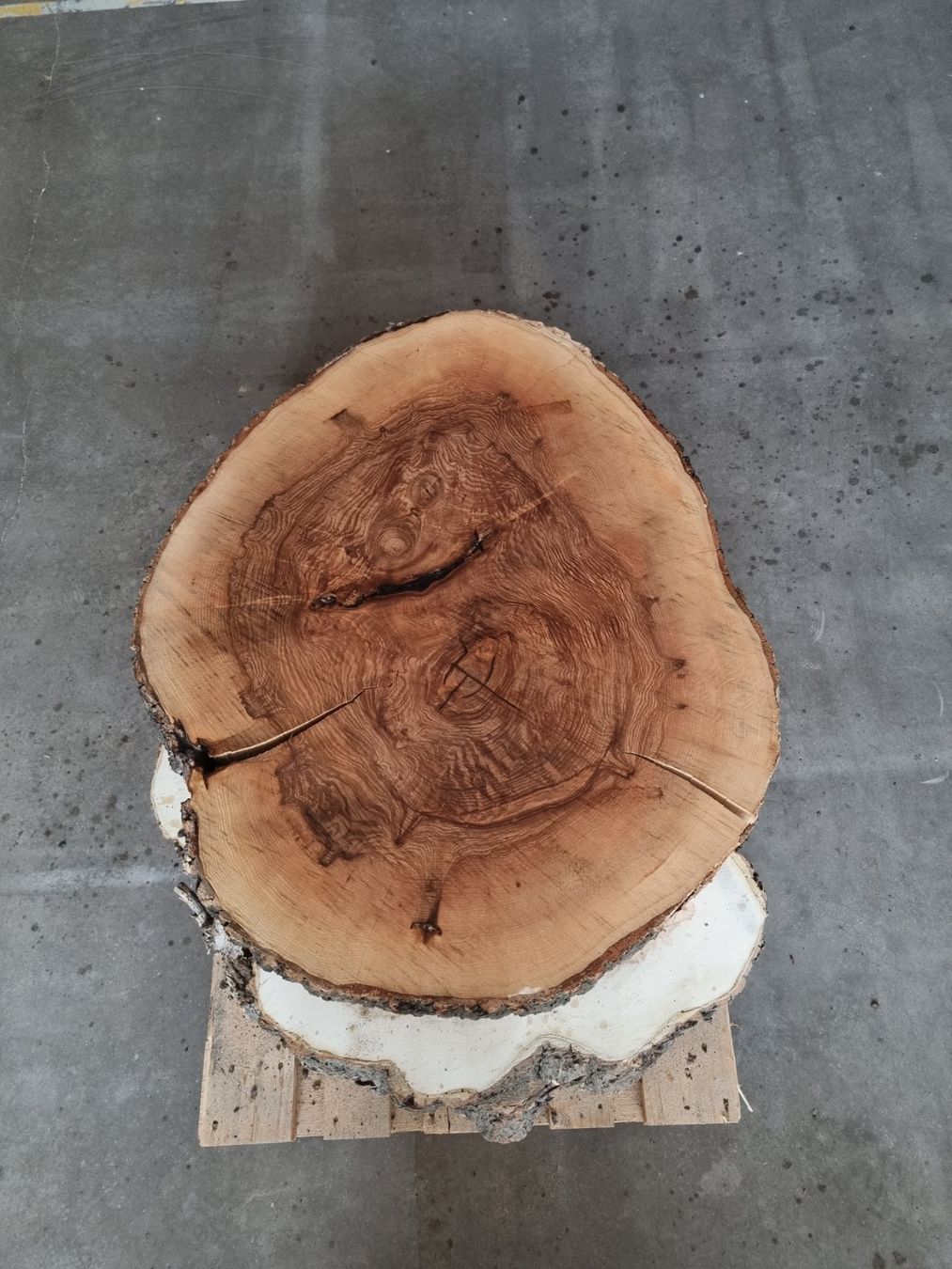 Holzartikel: Esche Baumscheibe Salontisch Baumstammtisch Couchtisch 12cm – Gebraucht aus Rheineck von Dein_Wunschholz 4