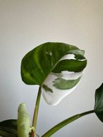 Philodendron White Princess 'Tricolor' bewurzelter Steckling
