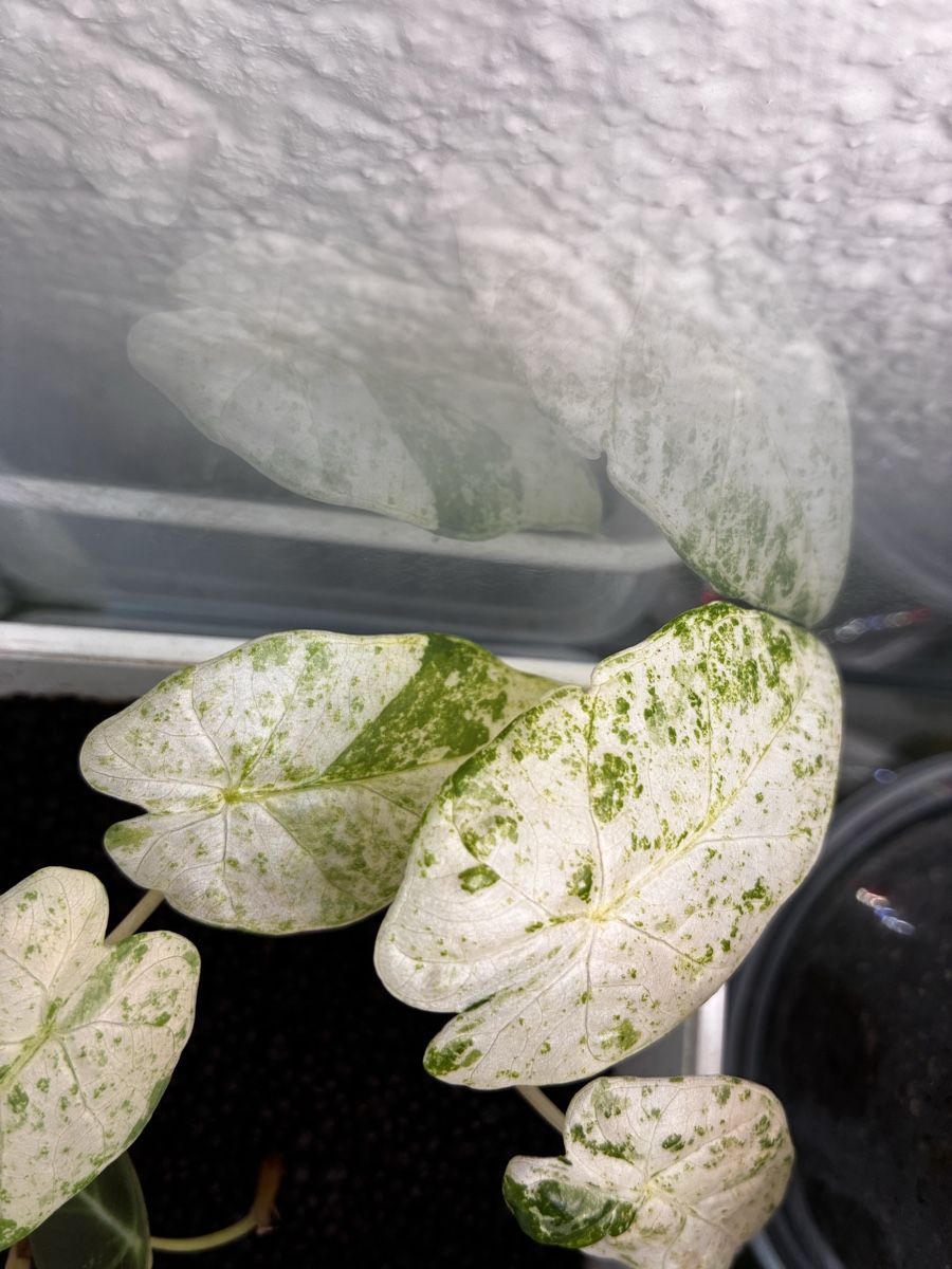 Piante & sementi: Alocasia Odora Batik – Usato da Alchenflüh venduto da Timmmsen