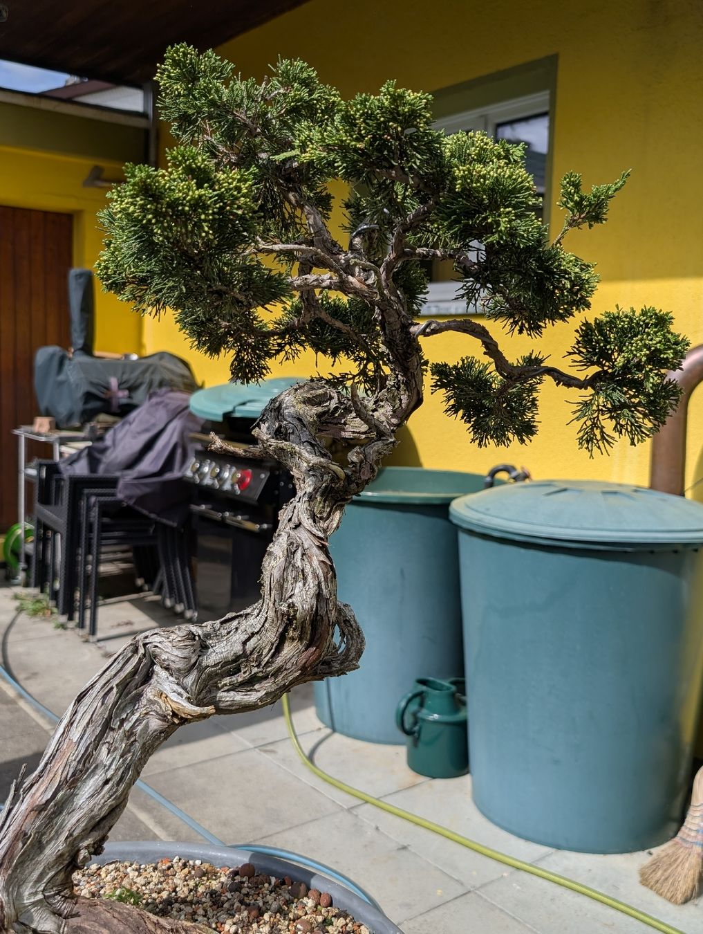 Pflanzen & Samen: Bonsai Wacholder 78cm – Gebraucht aus Buckten von Aerosolist 2