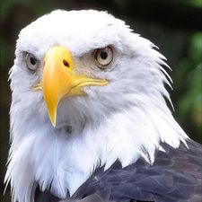Profile image of Eagle1903