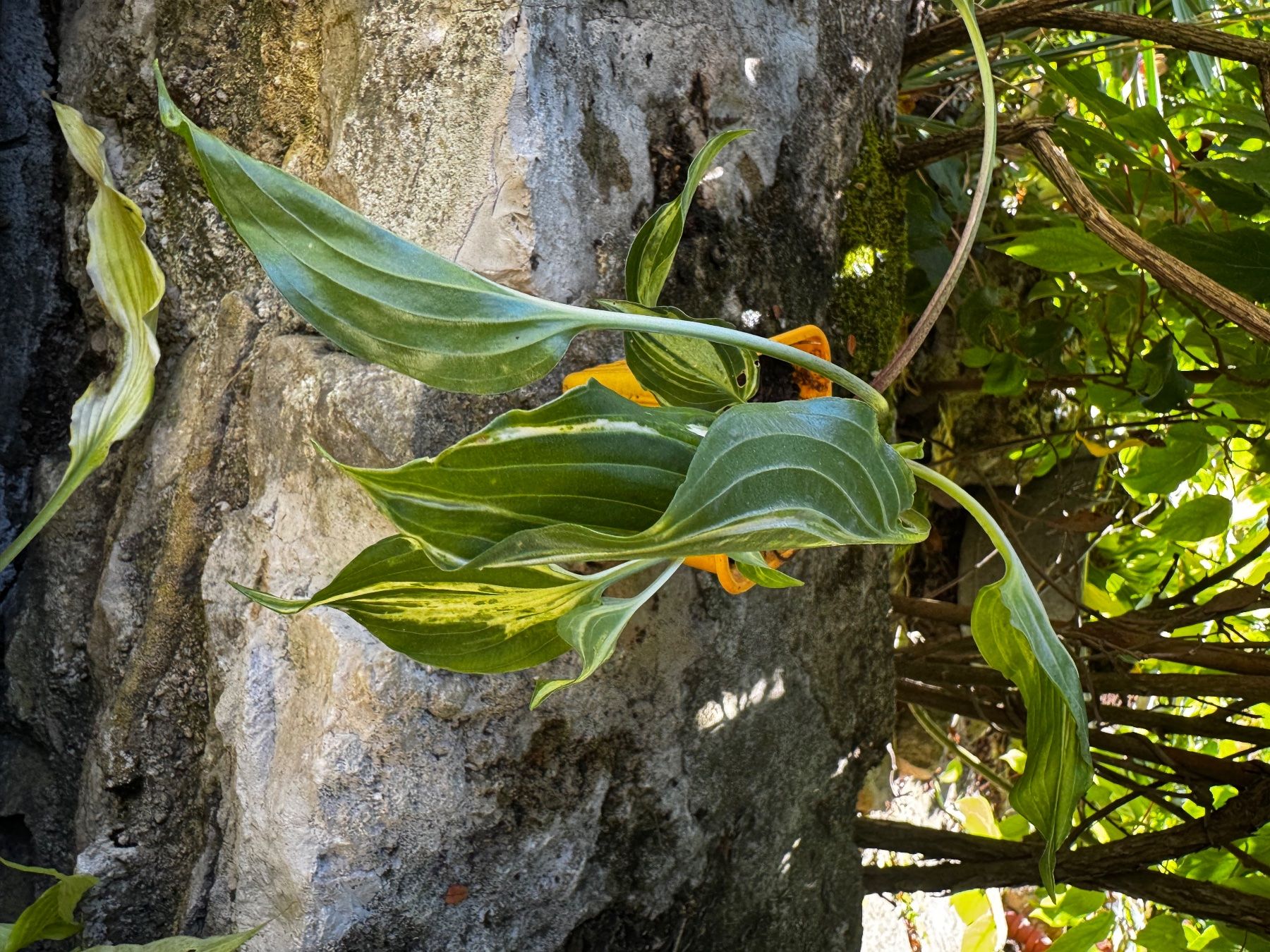 Piante & sementi: Hosta kiyosumi seiryu – Usato da Lajoux JU venduto da Briard0 1