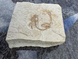 🔥Fossil Stone Slab - Ancient Sea Life - Unique Piece!