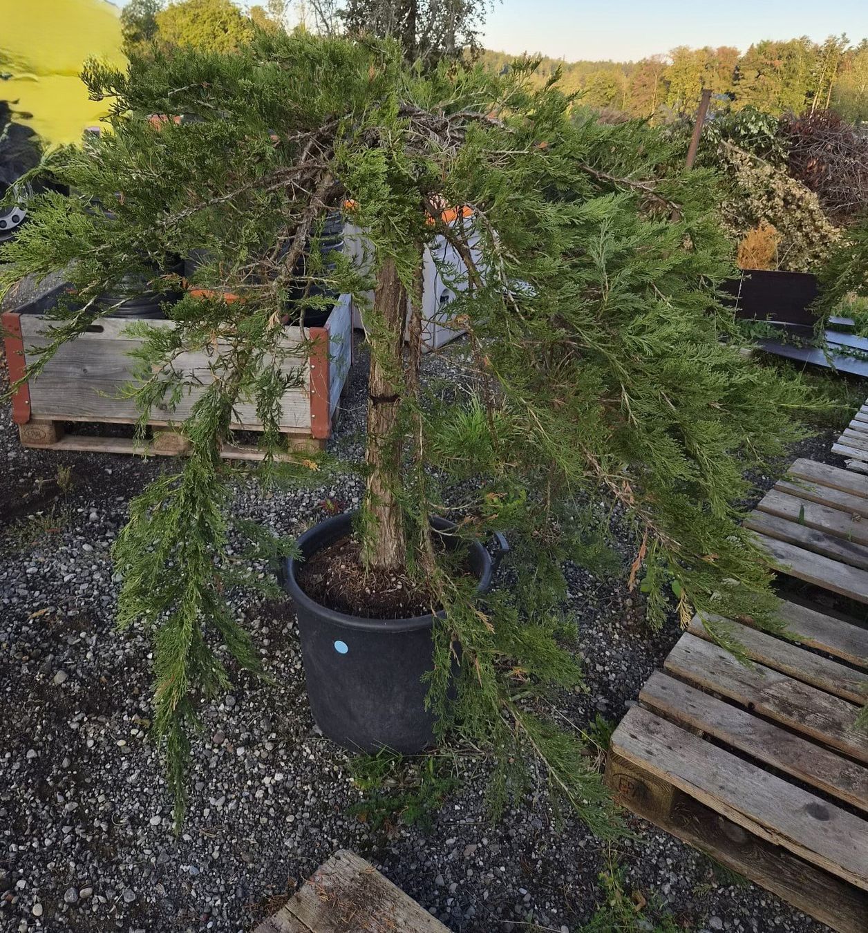Pflanzen & Samen: Juniperus ‘Mint Julep’ – Gebraucht aus Forch von WeberC