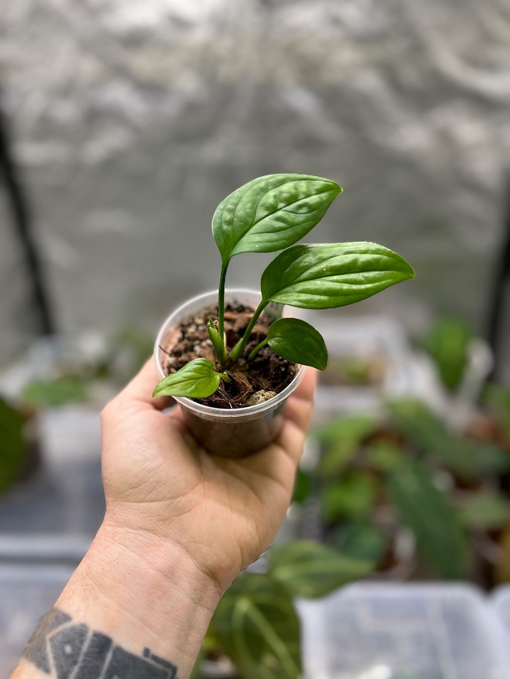 Pflanzen & Samen: Monstera pinnatipartita – Neu und originalverpackt aus Gelterkinden von pflanz_doch_was