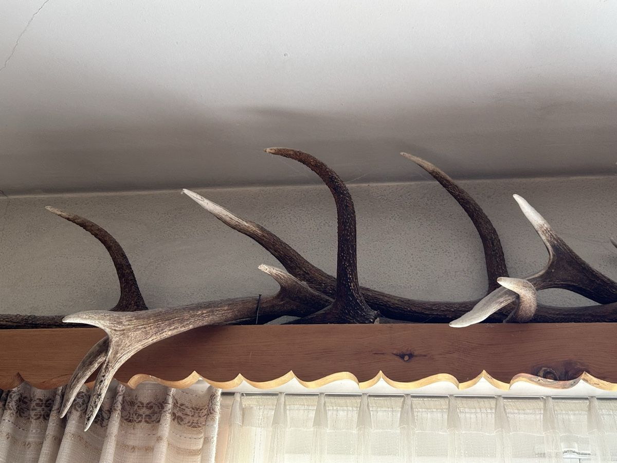 Tutte le decorazioni: Abwurfstangen Hirsche – Usato da Davos Platz venduto da cilgia08 2