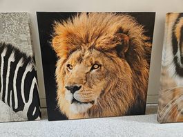 Afrika-Tierbilder 50x50 (Tiger, Löwe, Zebra)