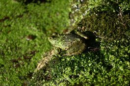 Gerahmtes Naturfoto – Perfekt getarnter Frosch 20 × 30 cm