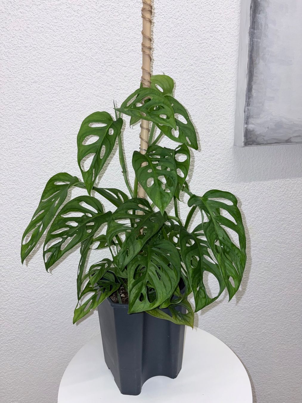 Pflanzen & Samen: Monstera 'Monkey Leaf Monstera adansonii 60 cm – Gebraucht aus Kilchberg ZH von malibubeach 3