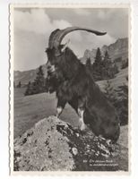 Ziege EIN STOLZER BOCK in den Bündnerbergen, Foto A. Schiess