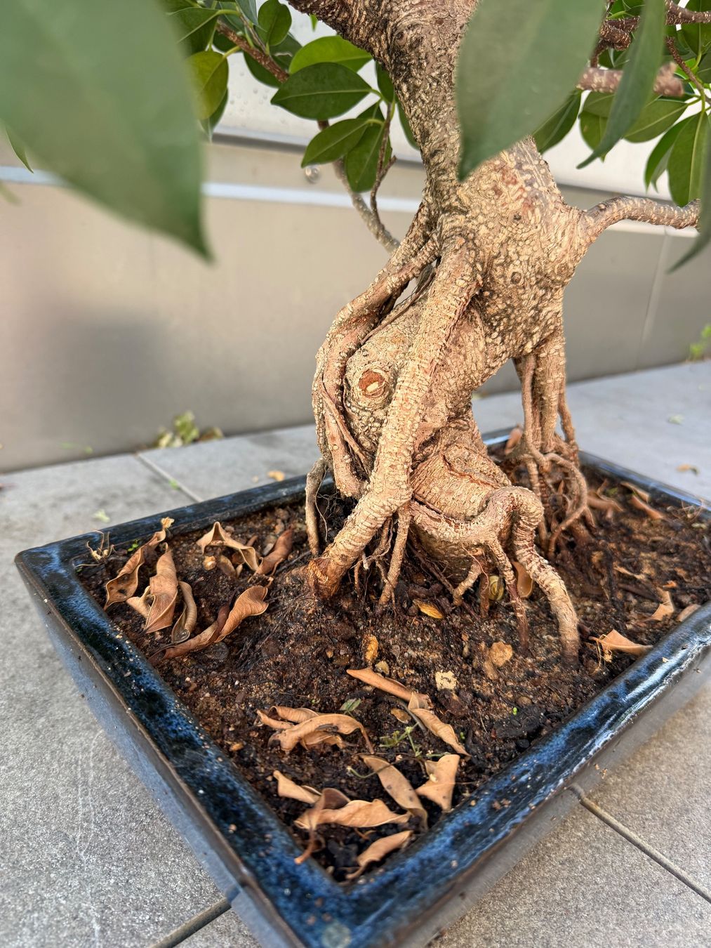 Piante & sementi: Bonsai Ficus – Usato da Ennetbaden venduto da miboo 3
