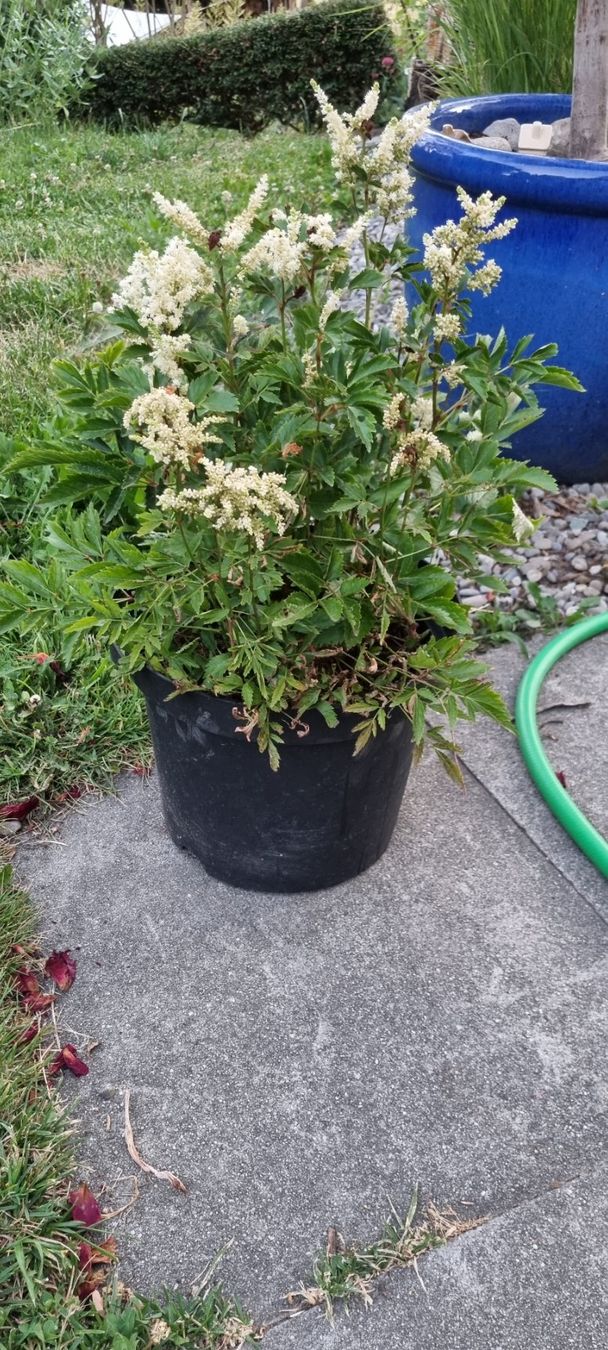 Pflanzen & Samen: Astilbe weiss blühend Topf gute Grösse – Gebraucht aus egliswil von Maggy6 1