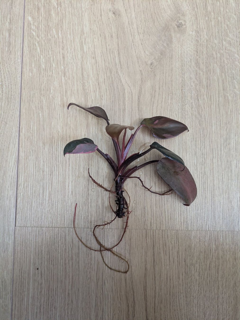 Piante & sementi: Philodendron Pink Princess - Rare – Usato da Winkel venduto da Kade50