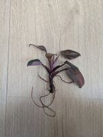 Philodendron Pink Princess - Rare