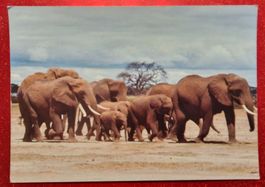 Elefantenfamilie in Kenia, 1991