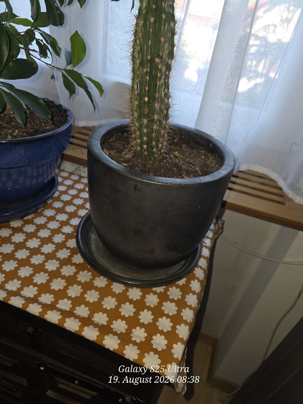 Plantes & graines: Kaktus  ca 32cm – D'occasion à Sonterswil par 1234ralf 3