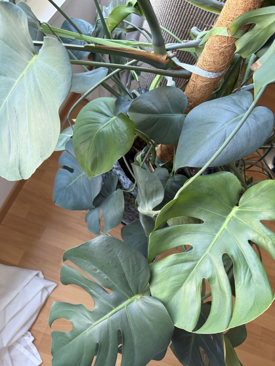 Piante & sementi: Monstera Deliciosa Pflanze gross – Usato da Adlikon b. Regensdorf venduto da JennyWeber01 3