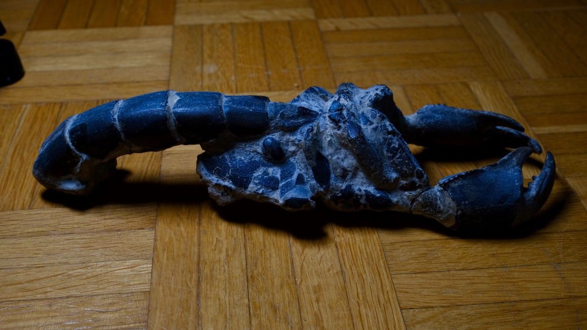 Fossili: Fossil - Thalassania emerii – Usato da Biel/Bienne venduto da nimmes 1