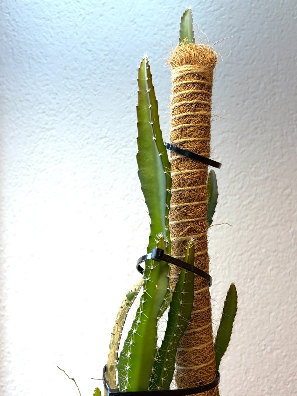 Pflanzen & Samen: Drachenfrucht-Pflanzen, (rotfleischige Drachenfrucht) – Gebraucht aus Boll von NRie 3