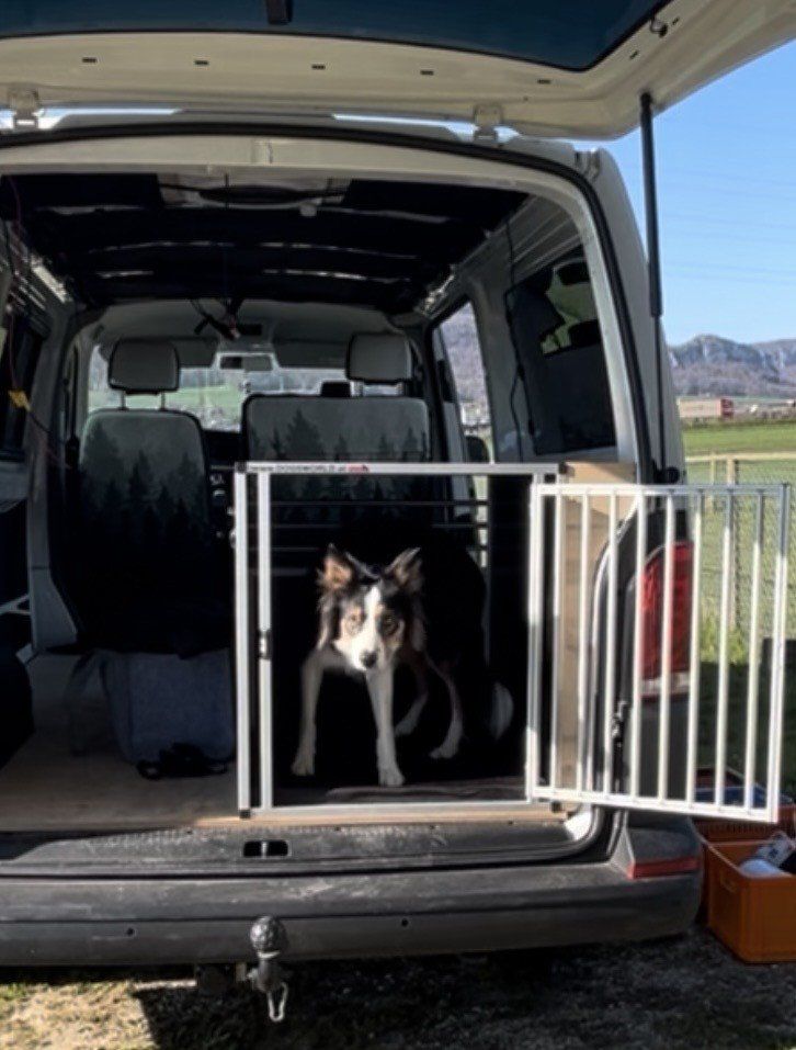 Gabbie, trasporto & Sicurezza: Grosse Hundebox von Dogsworld – Usato da Erlinsbach SO venduto da Rogerr 4