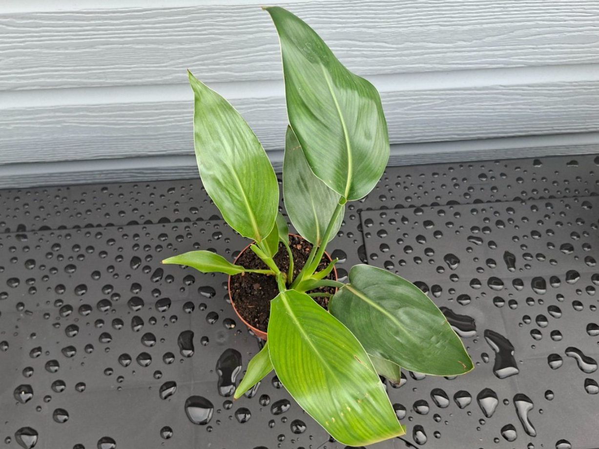 Plantes & graines: Strelitzia nicolai – D'occasion à Les Brenets par glo_267f 1